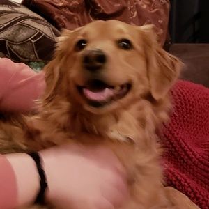 Meet your Posher, Riley